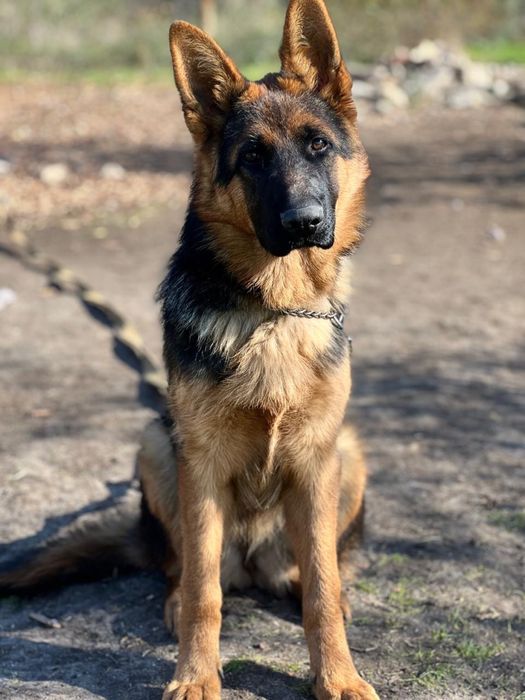 Німецька вівчарка