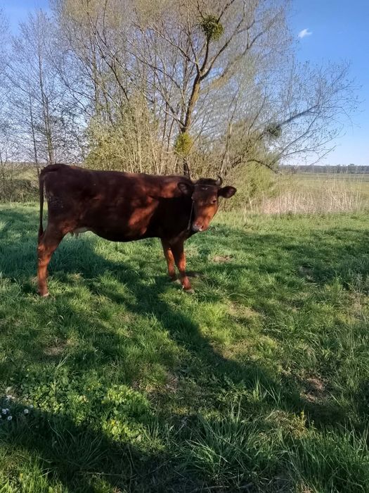 Продам молоду корову.