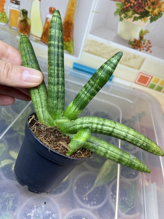 Сансевієрія сорта