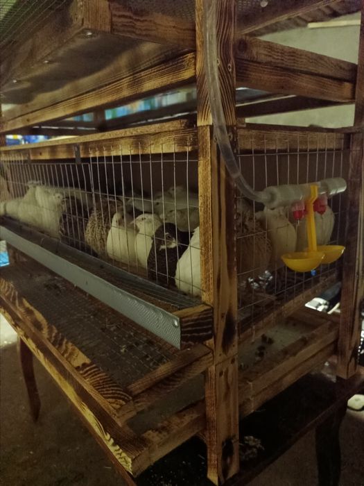 Продам перепелиные клетки