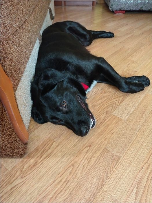 Отдадим в хорошие руки