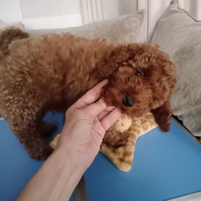 Пудель хлопчик редбраун