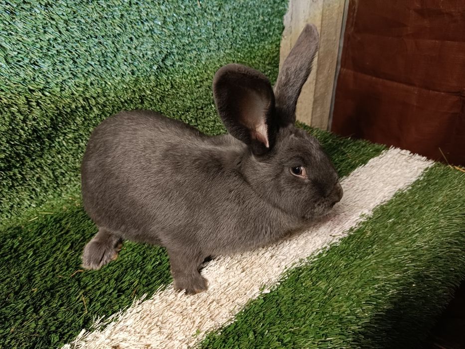 Królik srokacz olbrzymie