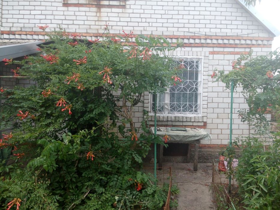 Кампсис