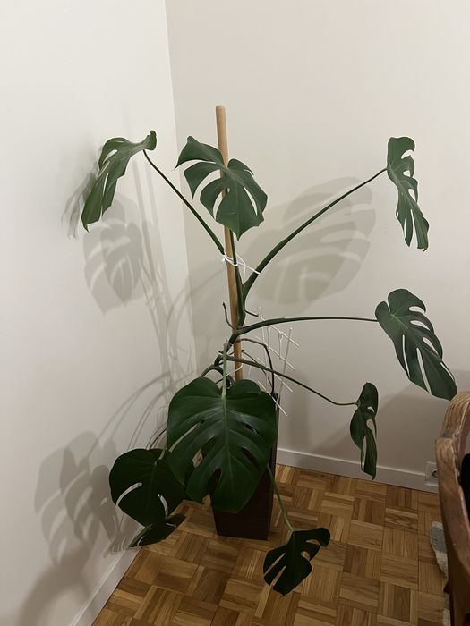 Kwiat Monstera duży