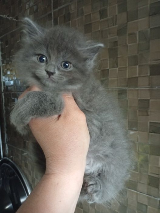 Котята Сибирские