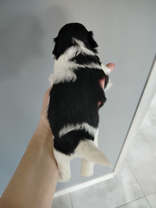 Suczka Shih Tzu gen czekolada