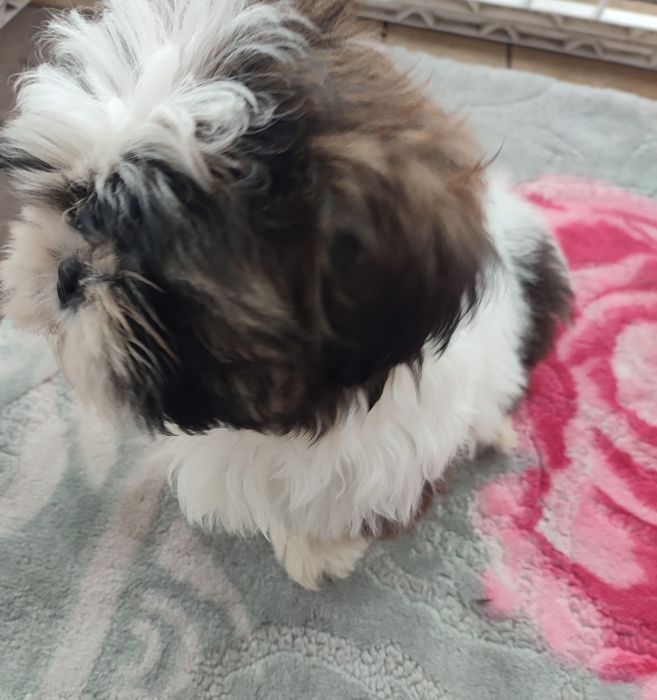 Shihtzu suczka tricolor