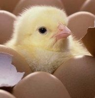 Інкубаційні яйця