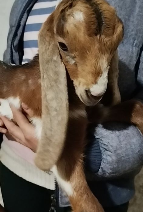 Каморі цапки, народились в січні 2026 року