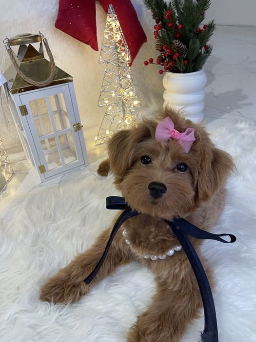 Ніжність, яка гавкає  чудові Помапу вже чекають