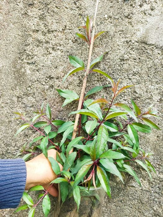Brincos de Princesa Comestível. Fúchsia Régia
