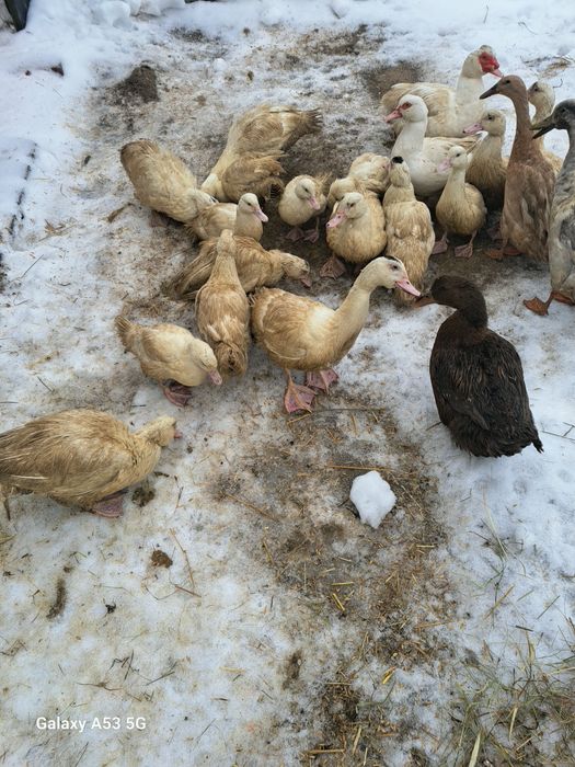 spszedam kaczki  drze