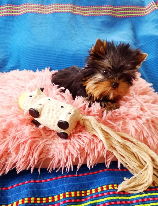 Suczka miniaturka York Shire Terrier mini Yoreczka xxxs