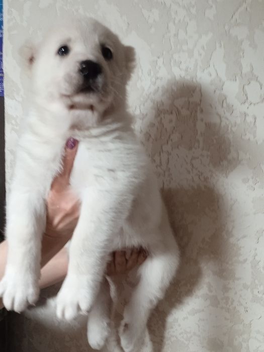 Продається дівчинка  алабая