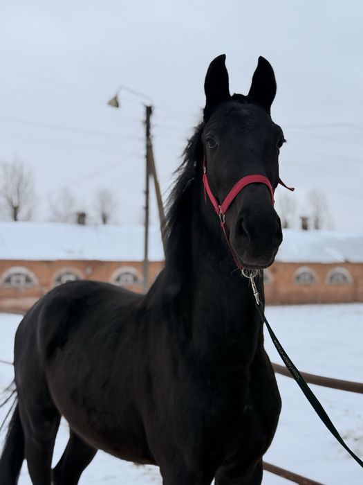 Жеребец УВП конь