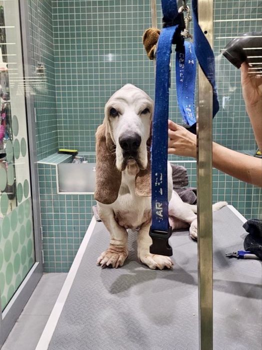 Cão para adoção responsável