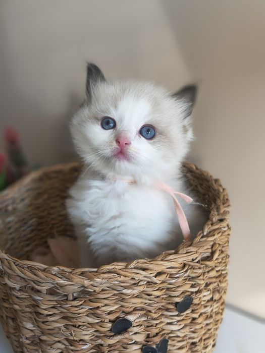 Kotka Ragdoll ojciec Champion