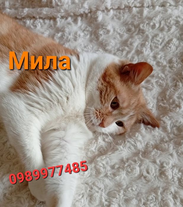 Кошечка Мила СРОЧНО ищет дом!!