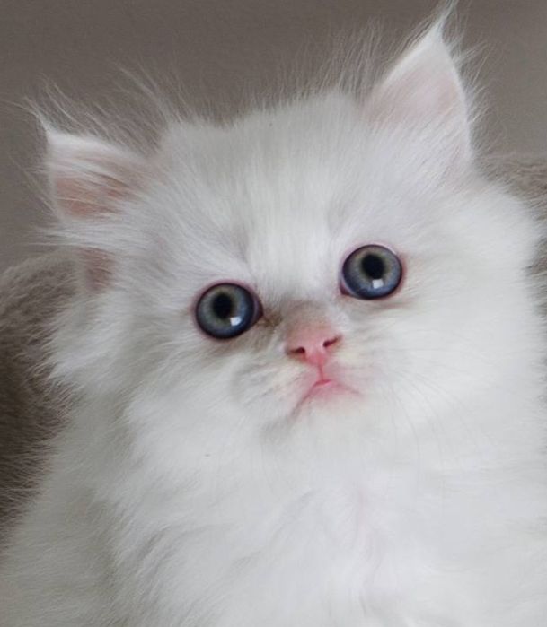 Пушистый белый шотландский котёнок