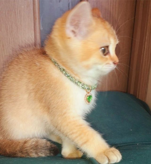 Котенок! Плюшевый золотой малыш!