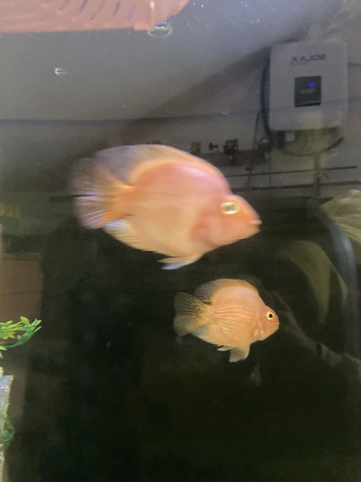 2  peixes papagaio 15cm+\-