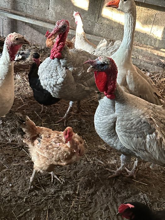 Perus caseiros machos