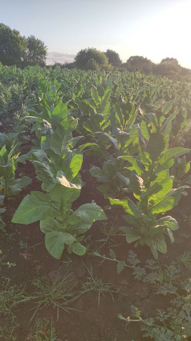 Продам семена табака ,махорки!!! АКЦІЯ!!!