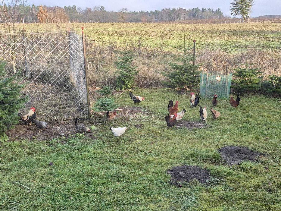 Sprzedam kogutki liliputki