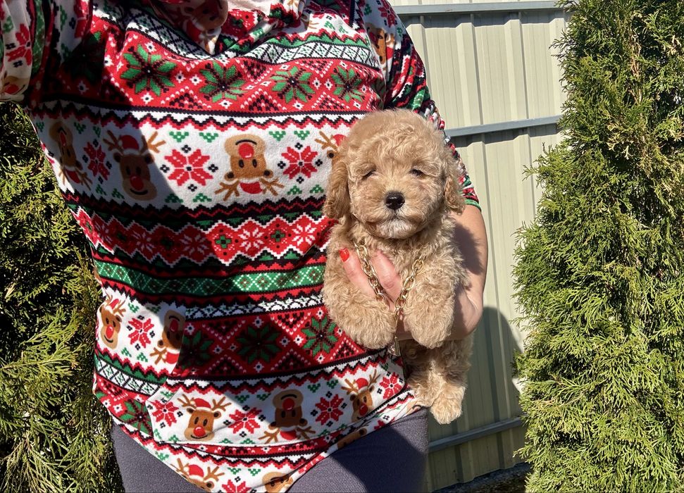 Гарненький мальтіпу F-2