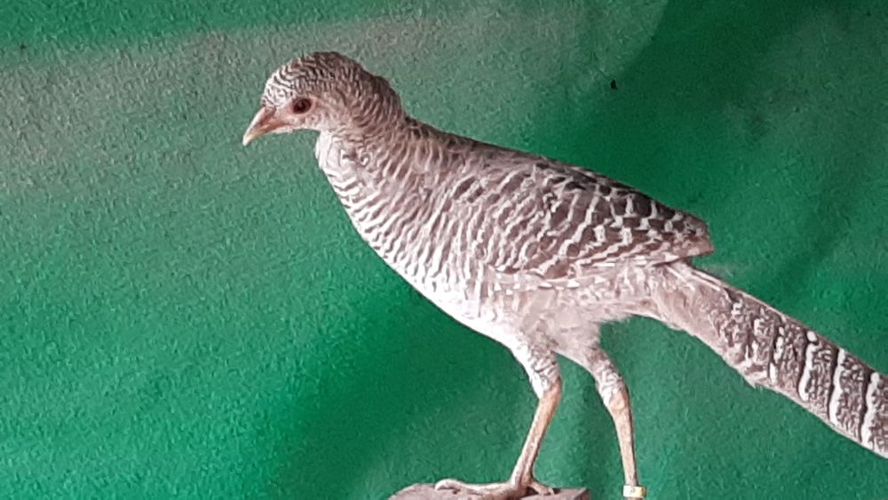 Faisões  ornamentais