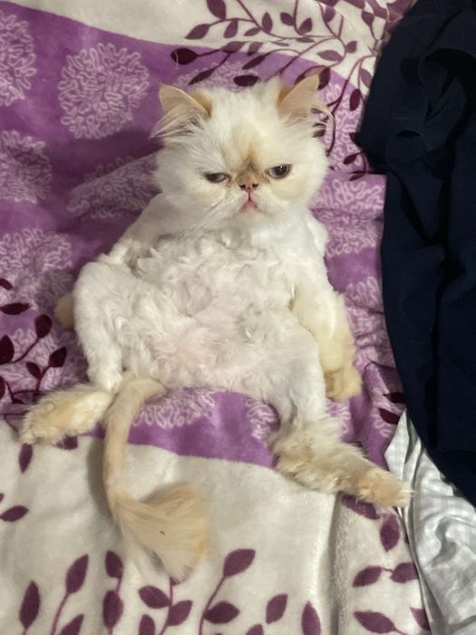Кошечка у добрі руки