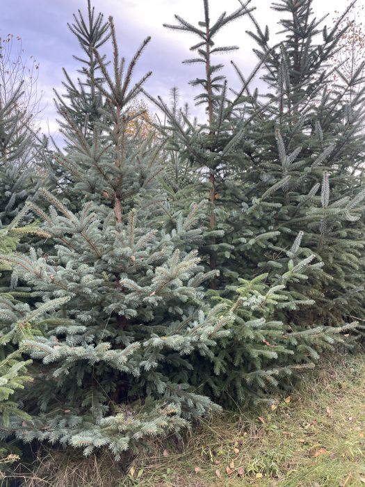 Duże Świerki 350cm  ‼️Świerki do 450cm