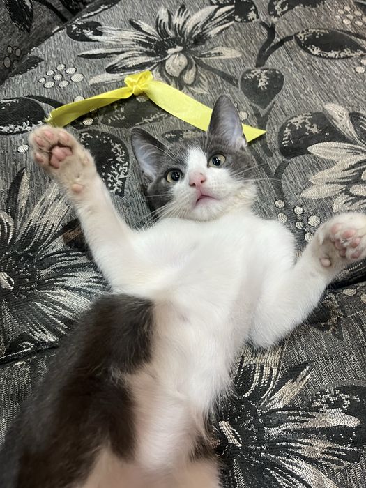 кошеня терміново шукає родину