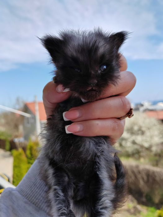 Котенок Мейн Кун, черный дым, Black Silver