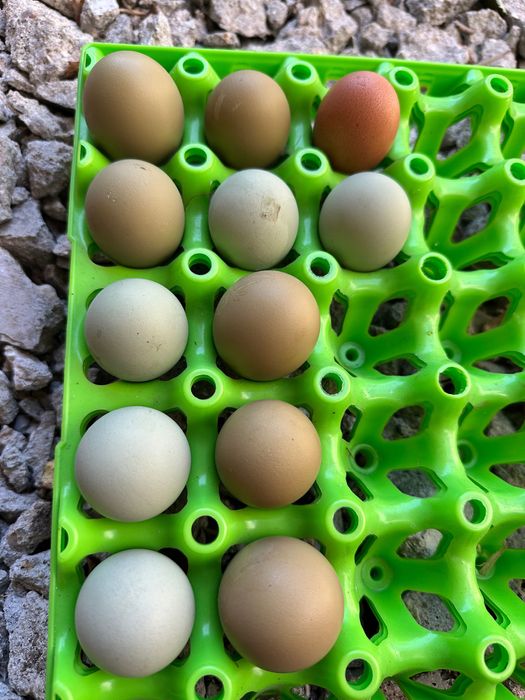 Ovos Olive egger galados