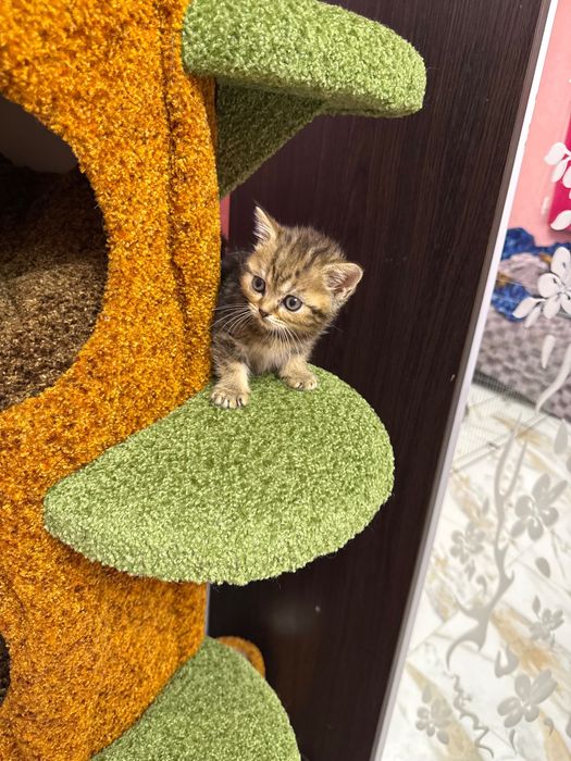 Шотландські кошенята