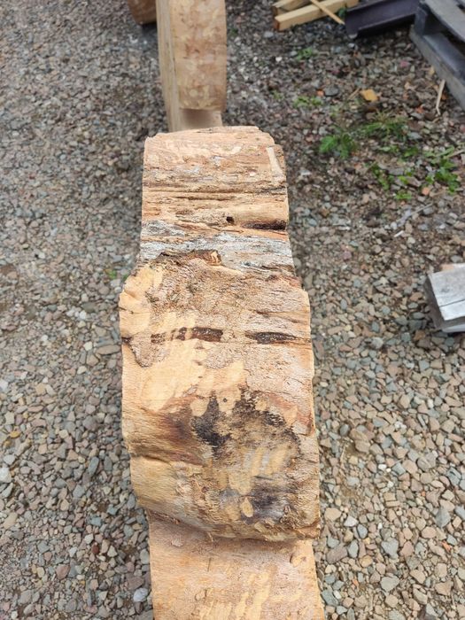 Plastry bukowe duże.