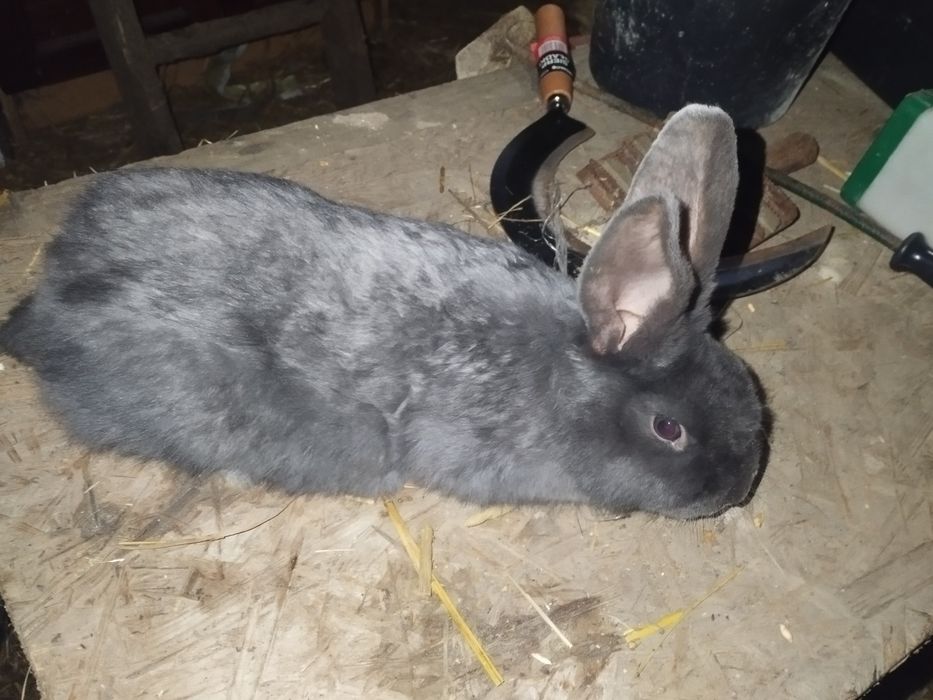 Sprzedam króliki wiedeńskie