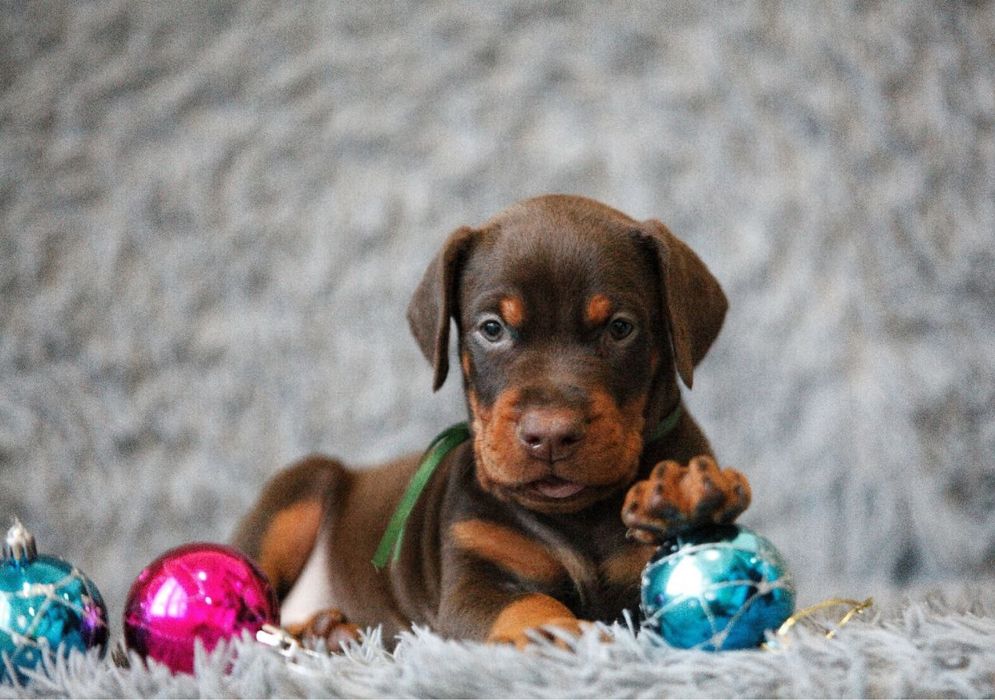 Шикарні Добермани