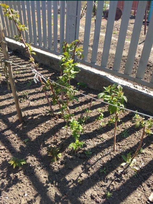 Продам саженці дерева та ремонтатну малину