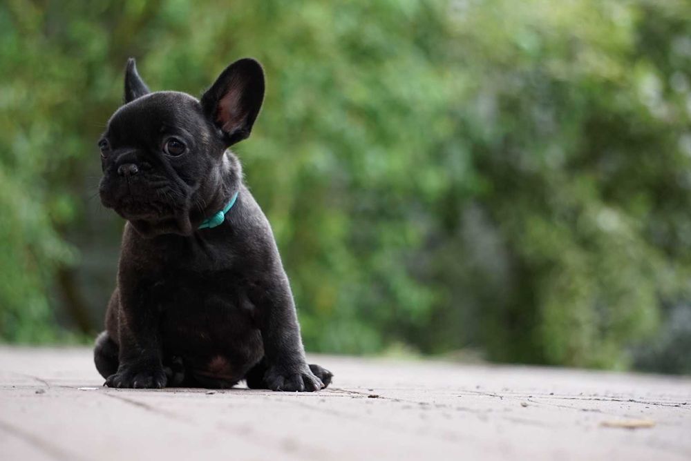 Buldog francuski ZKwP