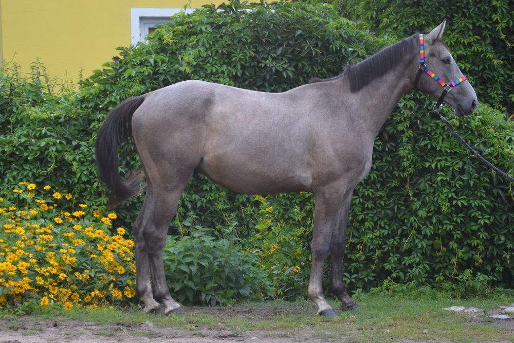 Wałaszek siwy Holms