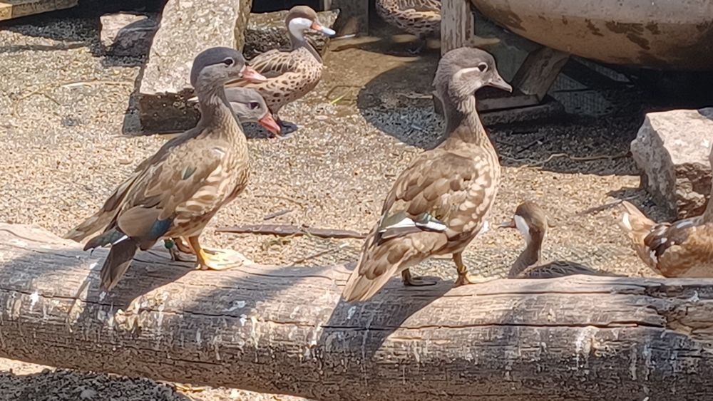 Patos bem tratados de várias espécies,  para si