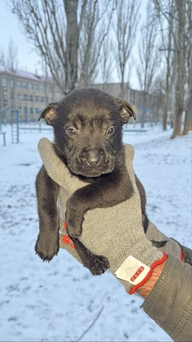 Терміново цуценята шукають родину.