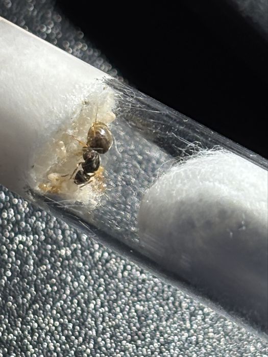 Mrówki Lasius flavus 1-5 robotnic