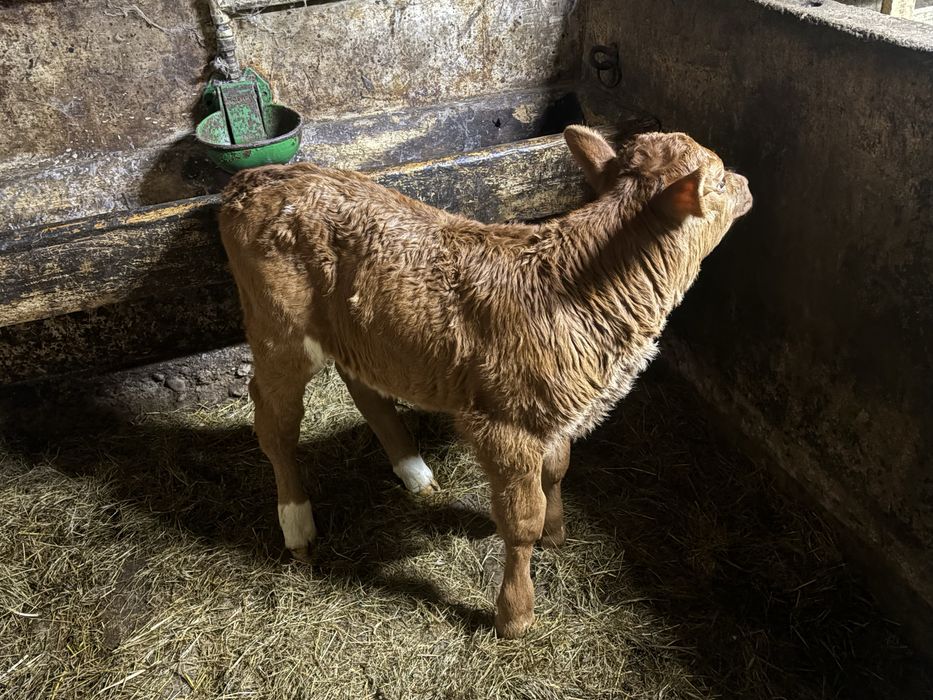 Cieliczka lm mieszanka