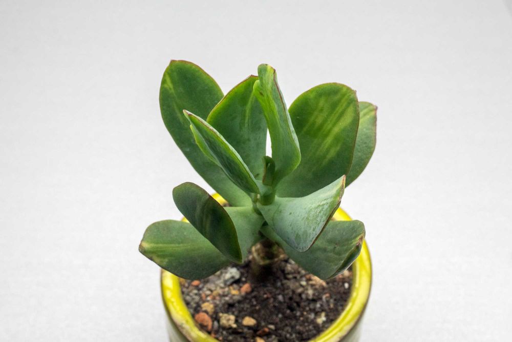 Денежное дерево крассула Блю хейл медиа вариегатный Мариуполь