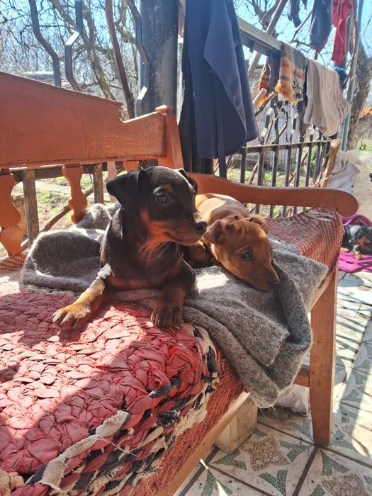 Продам щенков цвергпинчер!