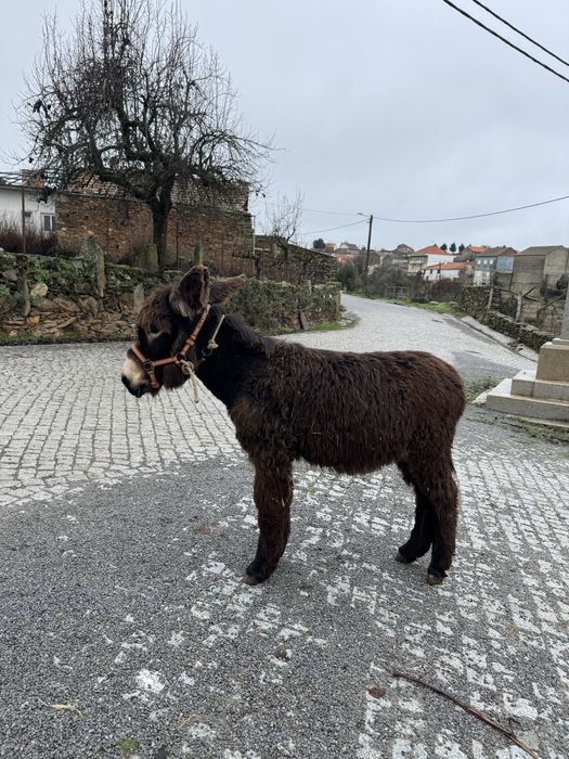 Burro de Raça Autóctone Mirandesa